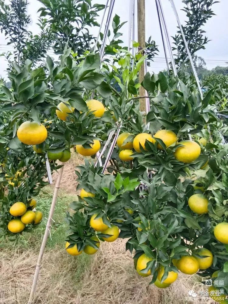 沃柑潰瘍病瘡痂如何快速消除（沃柑潰瘍病最新特效藥）