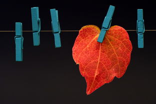 沃柑皮為什么有紅色(沃柑皮上發(fā)亮是因?yàn)槭裁矗? /></p><p>2、另外,它的表皮發(fā)亮也不代表是打蠟了,本身它就是雜交水果,果皮顏色是具有光澤的。那它就會吸收更多的熱量,果皮的顏色也會更深,看起來就好像是紅色的。不過,一般的沃柑表皮也有點(diǎn)發(fā)紅,顏色是橘紅色,并且表皮的顏色也很均勻。在挑選沃柑的時候,可以通過看果蒂、底部以及彈性來判斷它的口感。</p><p>3、沃柑表面有紅色由于自然生長或者人工打蠟原因?qū)е?。為了保鮮,有個好的賣相,有些果農(nóng)會在沃柑表皮打一層臘或者其它的一些防腐劑之類的東西,這類東西會是紅色。</p><p style=