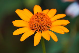 沃柑開(kāi)花能噴農(nóng)藥嗎（沃柑開(kāi)花能噴農(nóng)藥嗎視頻）