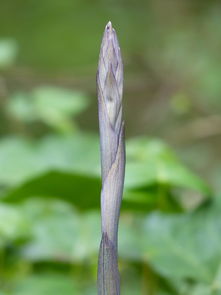 柑橘開(kāi)春萌芽期打什么藥（柑橘發(fā)芽期打什么農(nóng)藥）