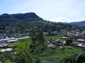 忠縣地區(qū)柑橘種植技術(shù)（忠縣柑橘基地）