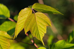 柑橘直播平臺可以自己直播嗎（網紅柑橘）