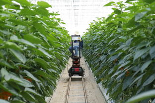 柑橘種植技術(shù)帶圖（柑橘的種植技術(shù)）