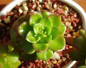 丑柑病蟲害管理（丑柑種植技術(shù)）