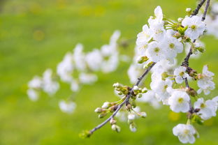 柑橘當(dāng)年春梢成花關(guān)鍵影響因素解析與促花調(diào)控技術(shù)探討