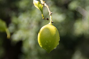 正宗四川柑桔樹(shù)苗：優(yōu)質(zhì)高產(chǎn)良種，產(chǎn)地直供，成活率高保障