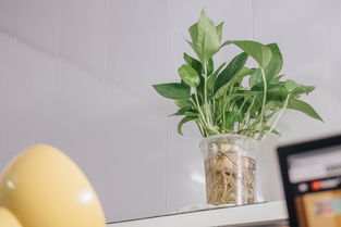 柑橘上高速綠通嗎？農(nóng)產(chǎn)品綠色通道政策全解析