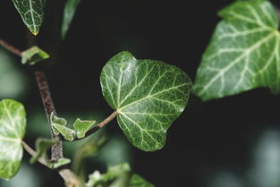 柑橘根系發(fā)達奧秘解析：科學(xué)栽培技術(shù)助力果樹茁壯成長