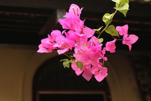 脆蜜金柑為什么只開花不結(jié)果（脆蜜金柑幼樹水肥管理）