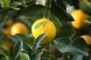 成蒲江農(nóng)業(yè)柑橘種植技術（成蒲江農(nóng)業(yè)柑橘種植技術怎么樣）