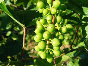 華美7號柑橘適合哪些省種植（華美7號柑橘多少錢一斤）