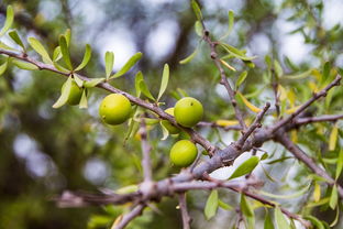 盆栽柑子樹怎么養(yǎng)（盆栽柑橘的種植方法和技術(shù)）