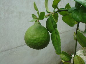 柑橘綠霉菌藥（柑橘上的霉菌）