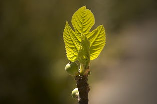 嫁接柑桔大枝條果樹方法技術(shù)（嫁接柑橘樹）
